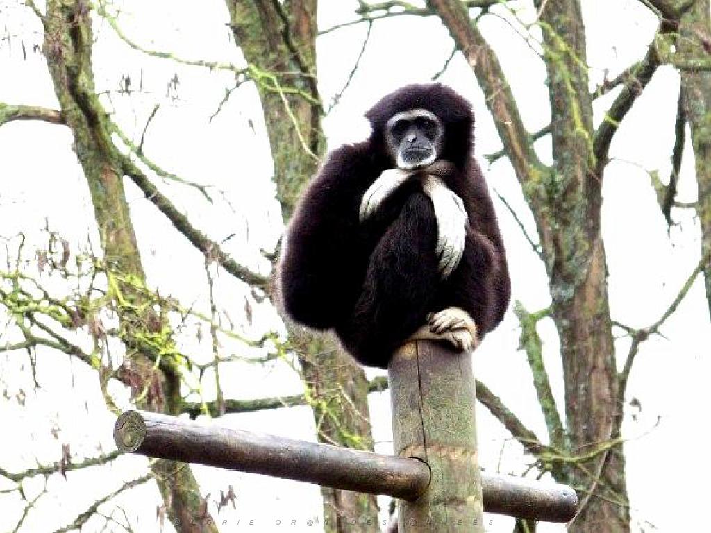 149 BIO PARC DE DOUE LA FONTAINE 5- 2016_000022.jpg